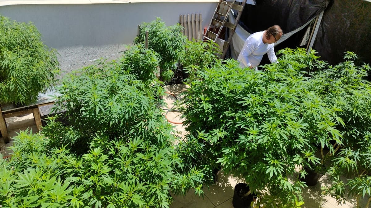 Brasil atingiu a marca de 672 mil pacientes que se tratam com cannabis